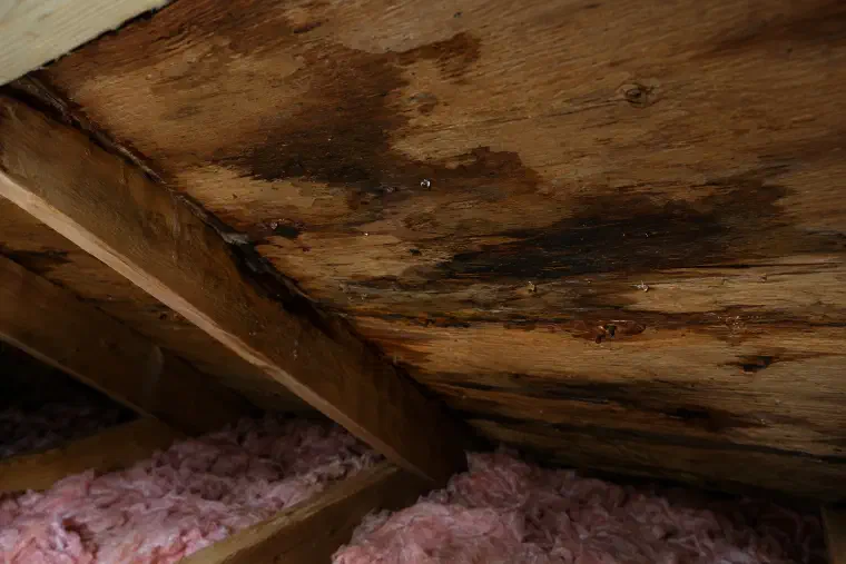 Dark damp patches on attic roof boards above pink insulation between the joists.