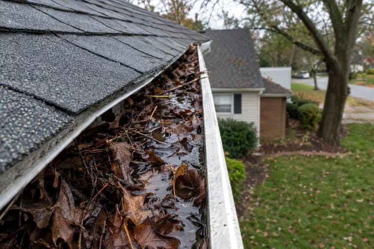 Open gutter packed with wet leaves and twigs, with water pooling on top.