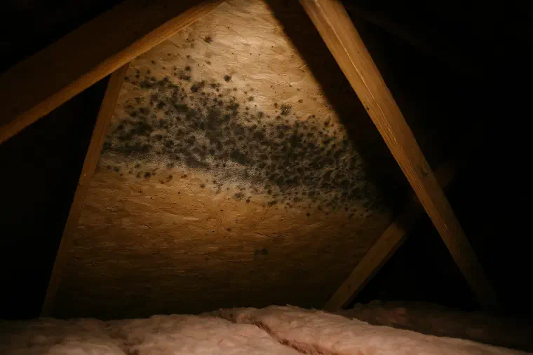Mold spotting on attic sheathing Black mold spotting spread across attic roof sheathing between two wooden rafters.